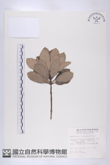 俄氏虎皮楠藏品圖，第1張