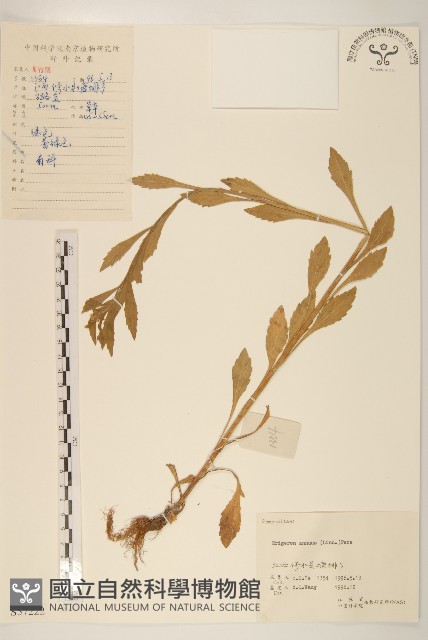 白頂飛蓬藏品圖，第1張