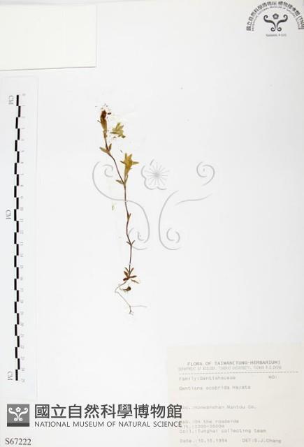 玉山龍膽藏品圖，第1張