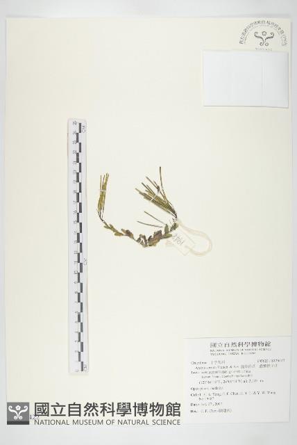 齒葉南芥、齒葉筷子芥藏品圖，第1張