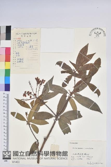 日本馬醉木藏品圖，第1張