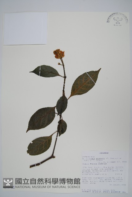 白燭蘆莉藏品圖，第1張