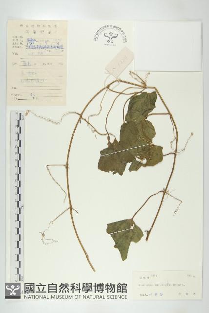 登錄號:S042422藏品圖，第1張