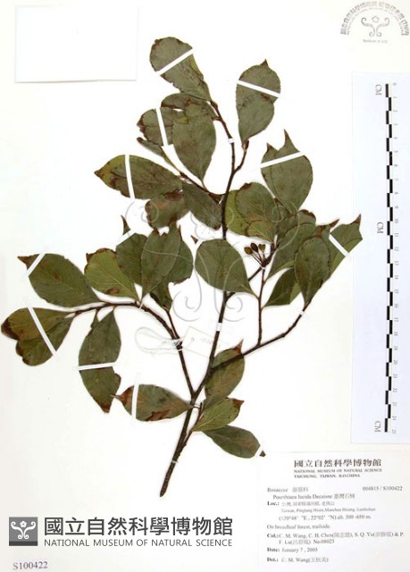 臺灣石楠藏品圖，第1張