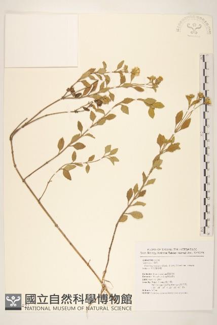 大天蓬草舅藏品圖，第1張