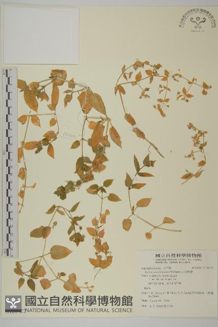 巫山繁縷藏品圖，第1張