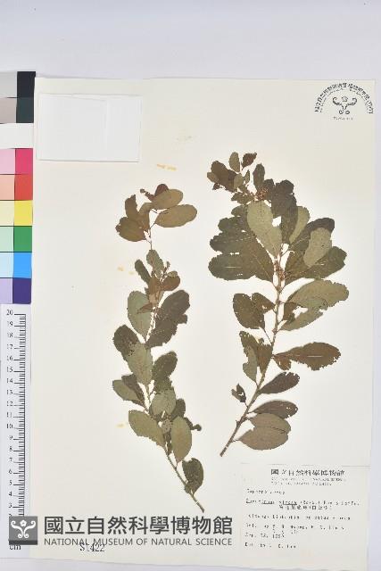 白飯樹藏品圖，第1張