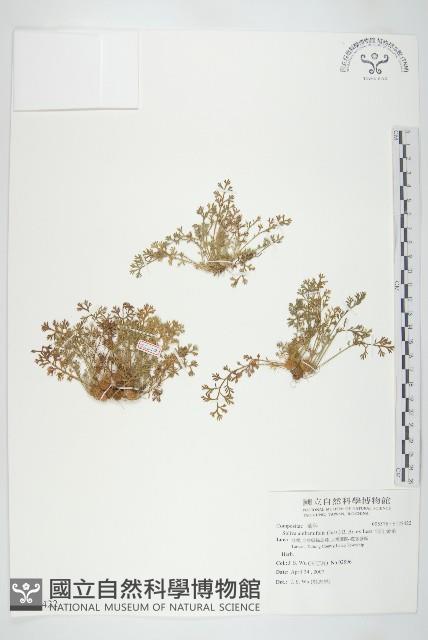 假吐金菊藏品圖，第1張