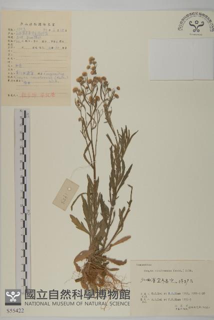 野茼蒿藏品圖，第1張