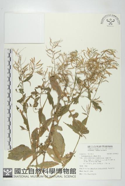 葶藶藏品圖，第1張