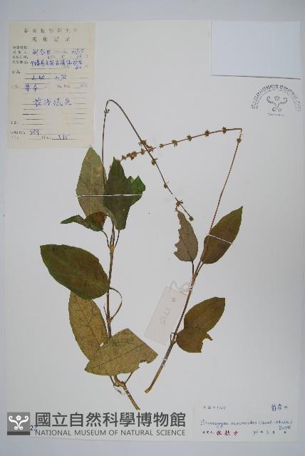 登錄號:S045422藏品圖，第1張