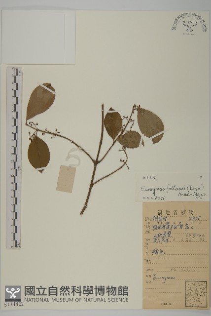 扶芳藤藏品圖，第1張