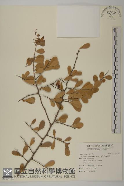 北仲, 刺裸實藏品圖，第1張