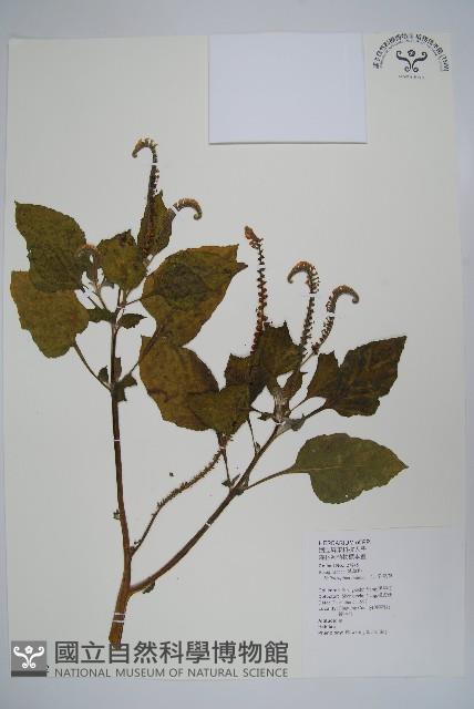 狗尾草藏品圖，第1張