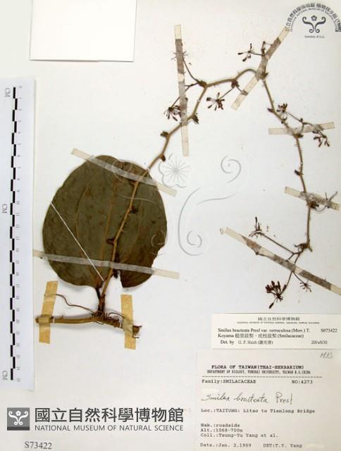 糙莖菝契、疣枝菝契藏品圖，第1張