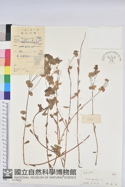 乳漿大戟藏品圖，第1張