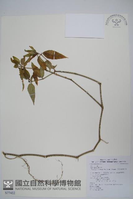 長花九頭獅子草、山藍藏品圖，第1張