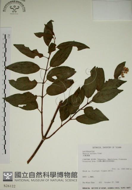 大葉溲疏藏品圖，第1張