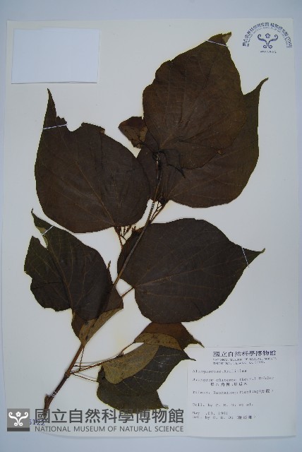 華八角楓藏品圖，第1張