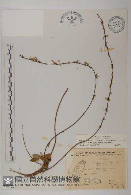 臺灣鬼督郵藏品圖，第1張