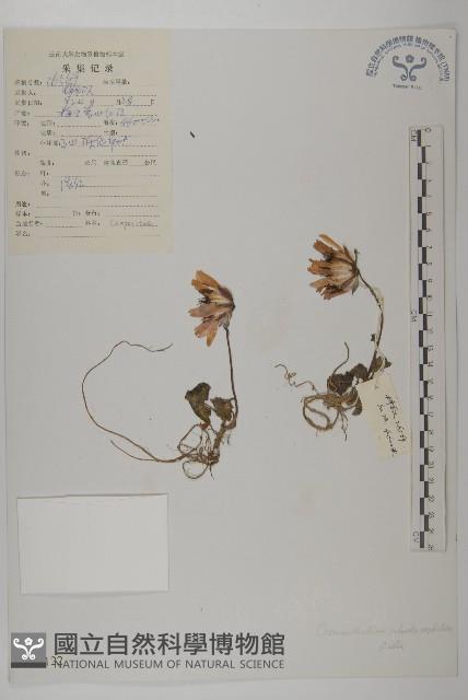 紅頭垂頭菊藏品圖，第1張