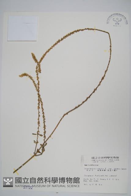 紫莖牛膝、台灣牛膝藏品圖，第1張