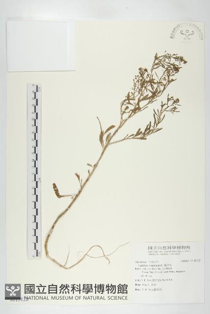 獨行菜藏品圖，第1張