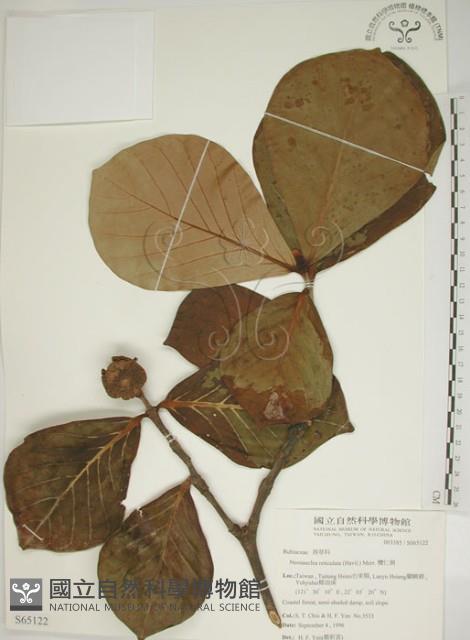 欖仁舅藏品圖，第1張