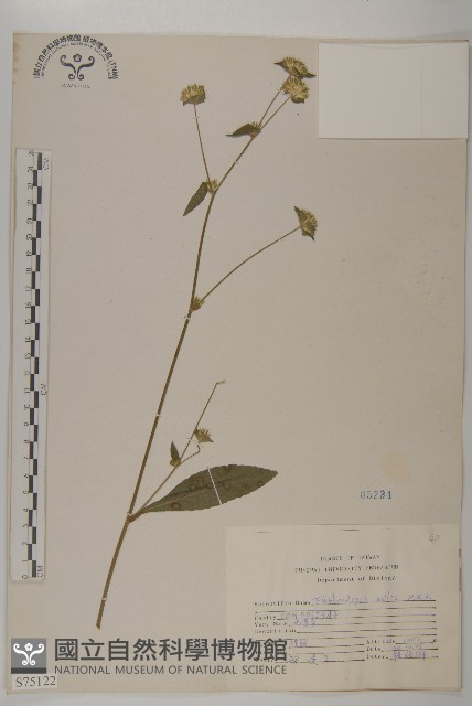 地膽草、毛蓮菜藏品圖，第1張