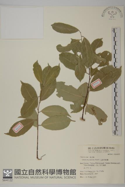 光果南蛇藤藏品圖，第1張