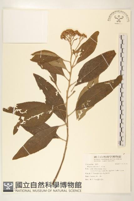 香闊苞菊藏品圖，第1張