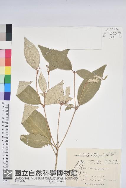 裡白巴豆藏品圖，第1張