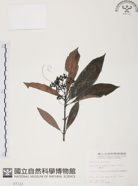 九節木、牛屎烏、青龍吐霧藏品圖，第1張