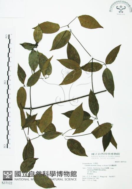 柱果鐵線蓮藏品圖，第1張