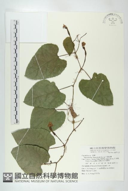 芋葉括樓藏品圖，第1張