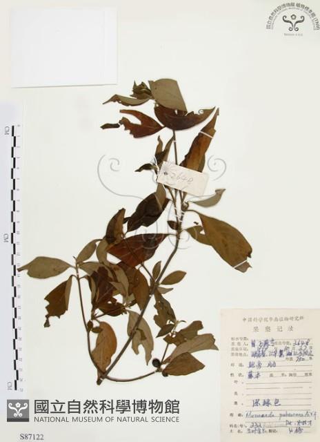 毛玉葉金花藏品圖，第1張