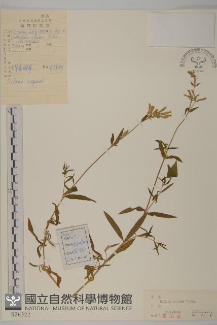 匍生蠅子草藏品圖，第1張