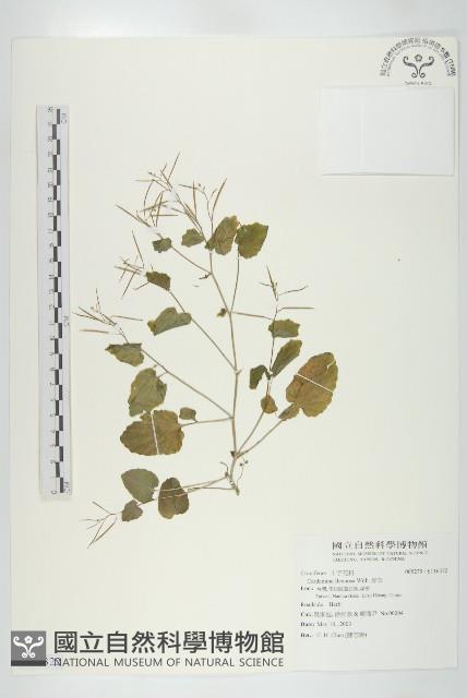 露珠碎米薺藏品圖，第1張