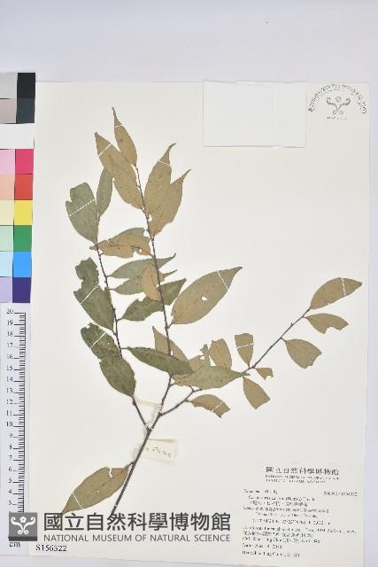 長尾栲、長尾柯、長尾尖葉櫧藏品圖，第1張