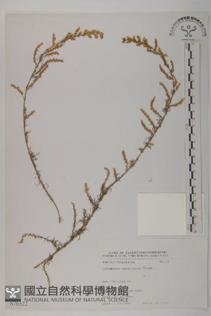 茵蔯蒿藏品圖，第1張