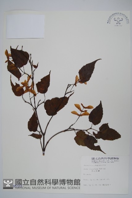 大屯尖葉槭, 川上氏槭藏品圖，第1張