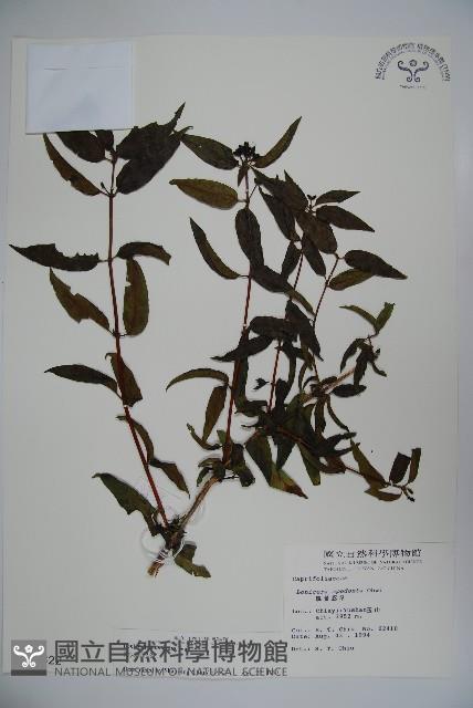 阿里山忍冬、漸尖葉忍冬藏品圖，第1張