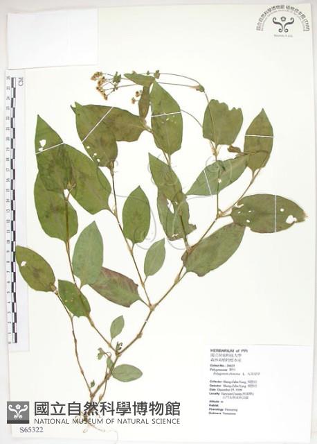 火炭母草、清飯藤藏品圖，第1張