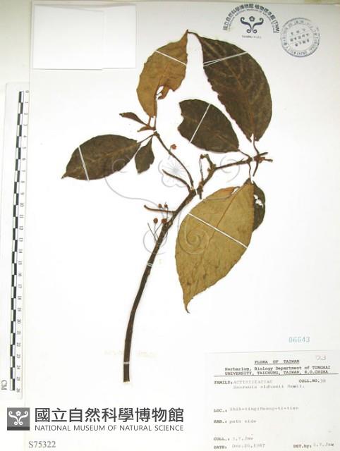 水冬瓜藏品圖，第1張