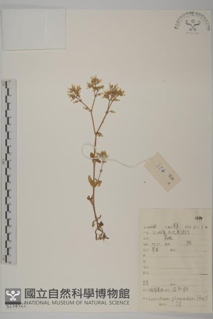 球序卷耳藏品圖，第1張