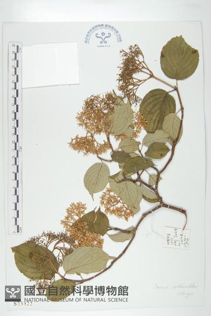 康定棶木藏品圖，第1張