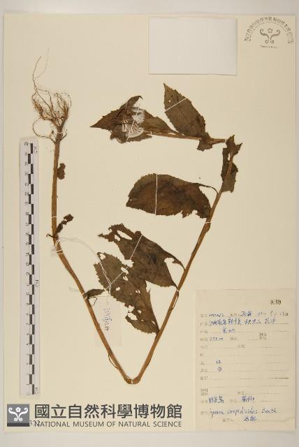 野茼蒿藏品圖，第1張