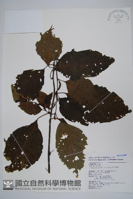 多子漿果莧藏品圖，第1張