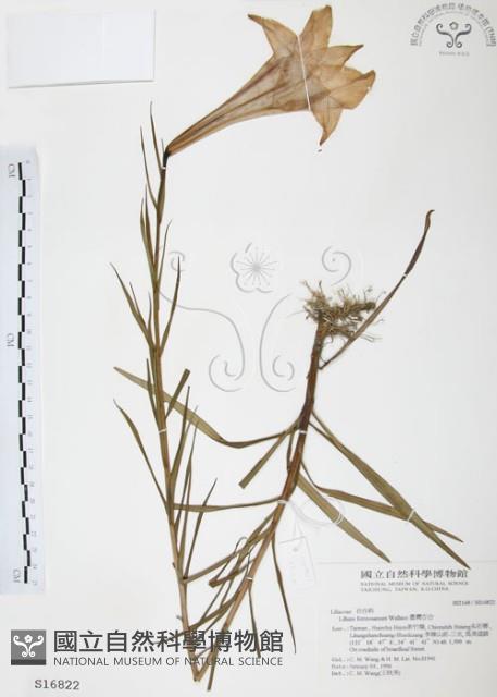 臺灣百合藏品圖，第1張