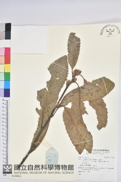 登錄號:S136822藏品圖，第1張